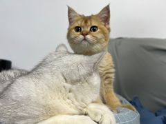 -lincat·猫舍(广州店)