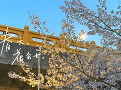 -高东镇樱花园