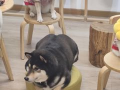 -柴迷FANS CLUB·柴犬狗咖·猫咖