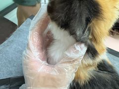 -嘉馨宠物医院·CT影像转诊·心脏科·犬猫全科诊疗中心(下沙大学城院区)