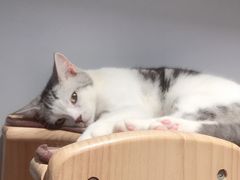 -Heymao猫咖.咖啡厅(东门店)
