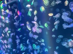 -海合安成都极地海洋公园
