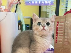 -Bastet sally猫舍购宠(静安店)