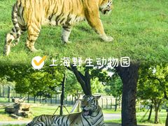 -上海野生动物园