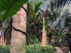 -呀路古热带植物园