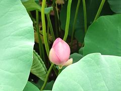 -莲花池公园