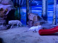 -芜湖新华联大白鲸海洋公园