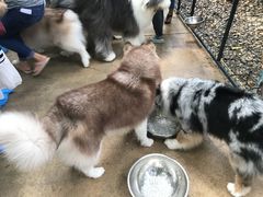 -TrueLove @ Neverland (Husky Cafe)