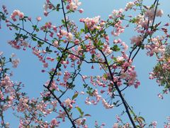 -杭州湾海上花田景区