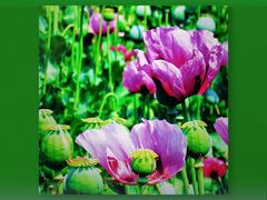 -永定河休闲森林公园