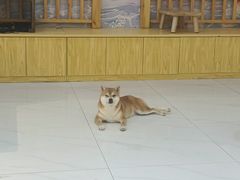 -柴源莊·柴小宠柴犬咖啡
