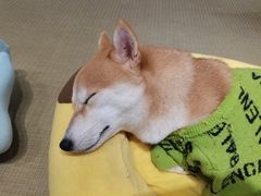 -逗柴咖啡屋·狗咖猫咖宠物桌游