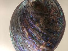 -青岛贝壳博物馆