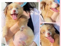 -汪说喵讲宠物乐园宠物酒店(红星美凯龙店)