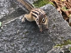 -五营红松林海景区