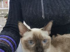 -李小姐の猫咖啡馆(五角场店)
