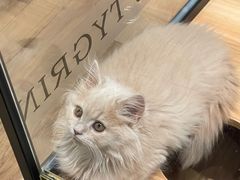 -袖虎·猫馆(体育西路店)