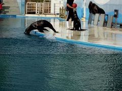 -北戴河圣蓝海洋公园