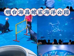 -烟台海昌鲸鲨海洋公园