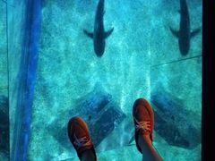 -暹罗海洋世界