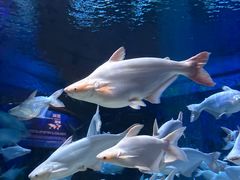 -成都浩海立方海洋公园