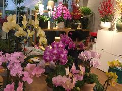 -双季花艺园艺市场(浦东店)