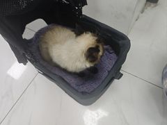 -乖乖宠物医院·猫科·急重症中心(车站北路分院)