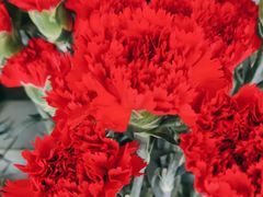 -亭亭鲜花店(中山北路店)