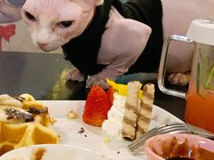 -猫小院猫主题咖啡厅(北锣店)