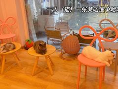 -猫咪派对(江南西店)