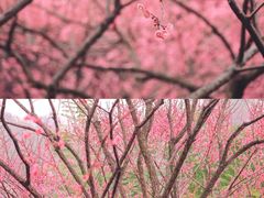 -重庆彩云湖湿地公园