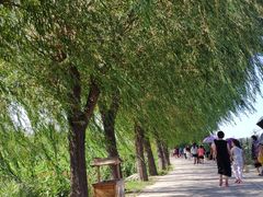 -白洋淀景区