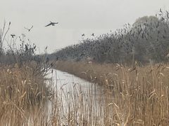 -盐城丹顶鹤湿地生态旅游区