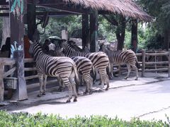 -上海野生动物园