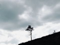 -呼伦贝尔大草原