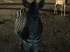 -清迈夜间动物园