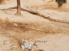-西霞口神雕山野生动物世界