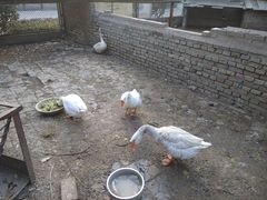 -保定市动物园