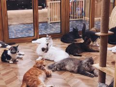 -猫色咖啡·猫咖