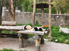 -卧龙中华大熊猫苑神树坪基地