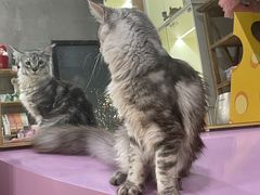 -十年猫舍·猫咪专门店(普陀店)