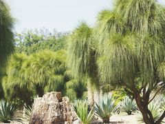 -深圳仙湖植物园