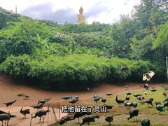 -西双版纳勐泐文化旅游区