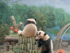 -杭州动物园