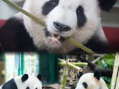 -灵玲国际马戏城