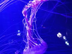 -青岛海底世界-水族馆
