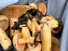 -铁山坪森林公园