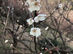 -香雪海