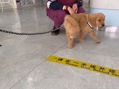 -中农国际动物医院24小时·猫科·骨科·急重症中心