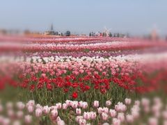 -南通鲜花小镇